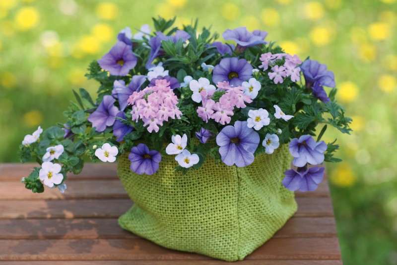  Petunie Verbene Bacopa 
